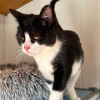 CAPSULE, chatte à adopter