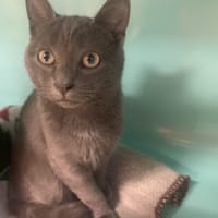 biscotte, chat à adopter