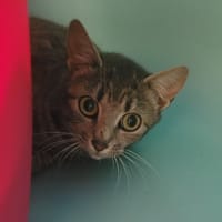 Audrey, chatte à adopter