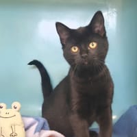 Ava, chatte à adopter