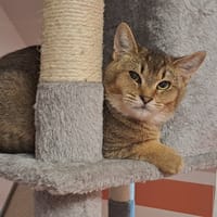 AMSET, chat à adopter