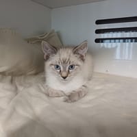 HUGO réservé, chat à adopter
