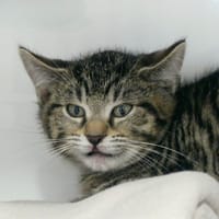 OGGY, chat à adopter