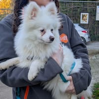 Prune, chienne à adopter