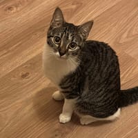 KYRA, chatte à adopter