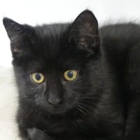 ONYX, chat à adopter