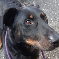 Blacky, chien à adopter