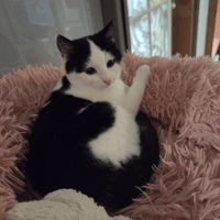 ATHENAÏS, chatte à adopter