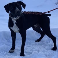 BANDIT, chien à adopter