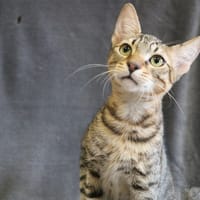 ASANTA HAB17395, chat à adopter