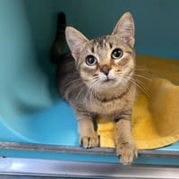 Aphrodite, chatte à adopter