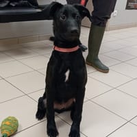 CLOVER, chien à adopter