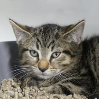 SMOKY, chat à adopter