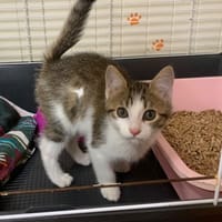 Magnolia [Chaton], chatte à adopter