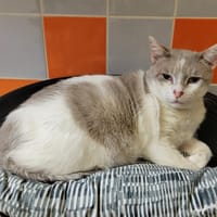 Casper PAB28311, chat à adopter
