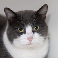 marley, chat à adopter