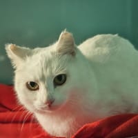 BULLE, chatte à adopter