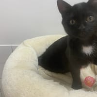 cracotte, chat à adopter