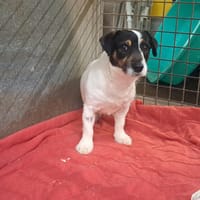 MARIUS, chien à adopter