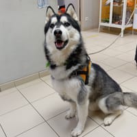 Negan, chien à adopter