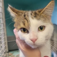 Romain, chat à adopter