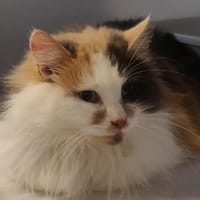 Cachemire, chatte à adopter