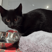 ADAM, chat à adopter