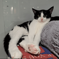 ACHILE, chat à adopter