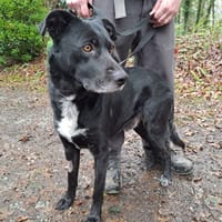 SKY, chien à adopter