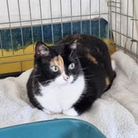 Mamoune, chatte à adopter