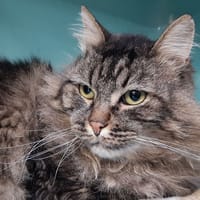 Gilgamesh, chat à adopter