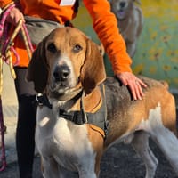 Ricardo, chien à adopter