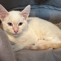 william, chat à adopter