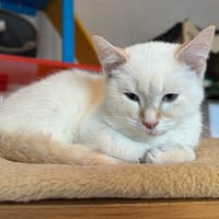 michelle, chatte à adopter