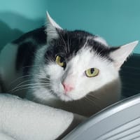 ASHA CHA, chat à adopter