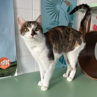 HERMIONE, chatte à adopter