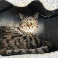 HARRY, chat à adopter