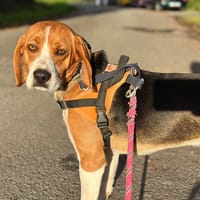 VAUBAN, chien à adopter