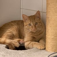 Fuego [Chaton], chat à adopter