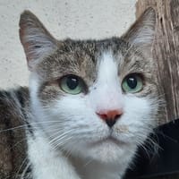 GrosLouis, chat à adopter