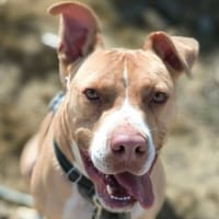 Ucco, chien à adopter