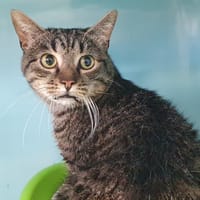 AGRION CHA E, chat à adopter