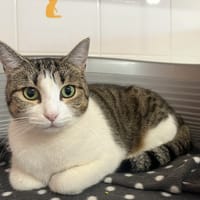 CHARLIE, chatte à adopter