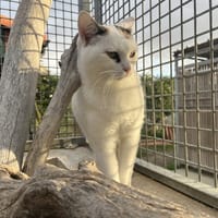 LILA, chatte à adopter