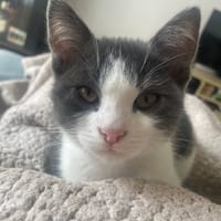 Choji, chat à adopter
