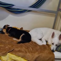 Witko, pies do adopcji