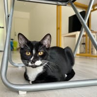 Porto et Pastis, chat à adopter
