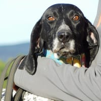 TALON, chienne à adopter