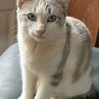 Saïka, chatte à adopter