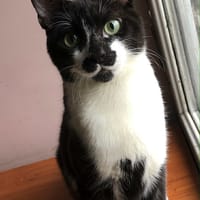 Kleenex, chat à adopter